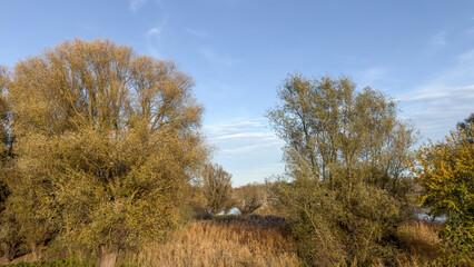 Obraz premium Autumn trees and reeds by calm river under clear blue sky