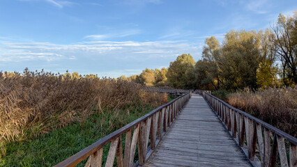 Obraz premium Long wooden boardwalk surrounded by tall reeds and autumn trees