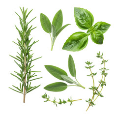 Vibrant green rosemary, sage, basil, and thyme sprigs, natural textures, meticulously arranged on a transparent background with soft diffused lighting. Concept of culinary freshness