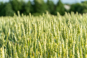 Wheat field swaying gently in the breeze under the clear blue sky during sunset in a rural area