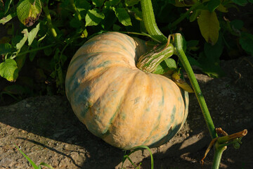 Close-up of yellow organic pumpkin lying in a garden. Agriculture and gardening