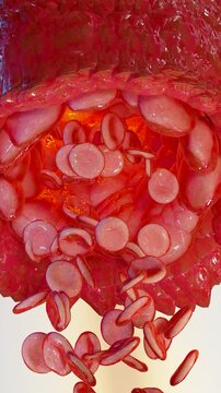 vasoconstriction and vasodilation blood pressure, dilated blood vessels or capillaries or artery, Increase and decrease in blood flow through the blood vessels, Different thickness, 3d render
