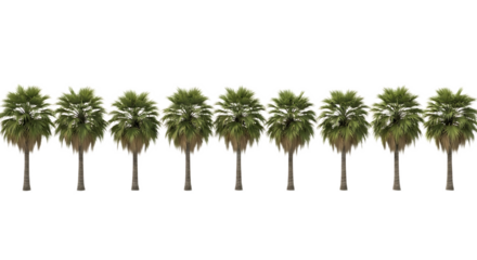 A row of seven palm trees with green fronds and brown trunks against a black transparent background