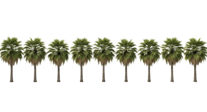 A row of seven palm trees with green fronds and brown trunks against a black transparent background - Powered by Adobe