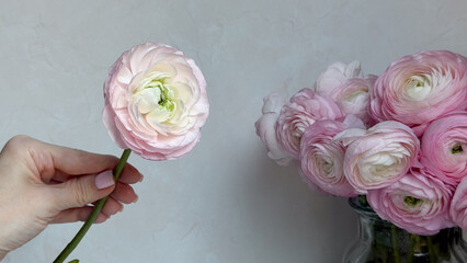 Delicate pink ranunculus flowers in vase with hand holding single bloom for floral decor concepts by florists and event planners