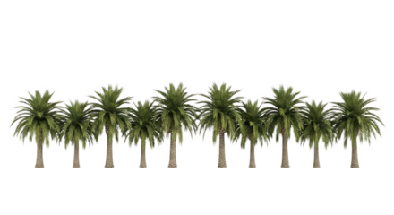 A row of palm trees with green fronds and brown trunks against a black background in a horizontal view