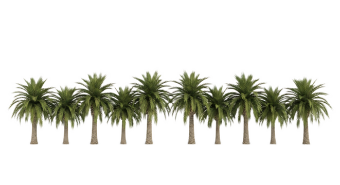 A row of palm trees with green fronds and brown trunks against a black background in a horizontal view - Powered by Adobe
