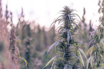 Field landscape with cannabis, used for medical treatment of fatal diseases like cancer, smoking...