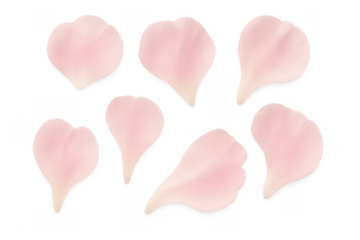 Pink cherry blossom petals floating falling transparent background