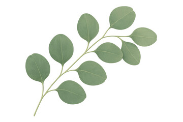 Eucalyptus plant branch with green leaves on transparent background