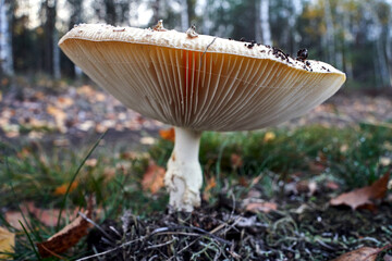 Detail of a gill-shaped, inedible mushroom among moss and fallen leaves in a forest during autumn