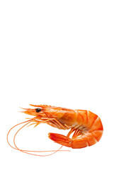 A single, perfectly cooked pandalus borealis (northern shrimp) with a vibrant orange-red shell, macro close-up against a transparent studio background, clean food product concept