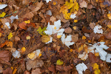 The forest ground is covered with brightly colored fallen leaves and needles in autumn. The light leaves of the white maple stand out. The background.