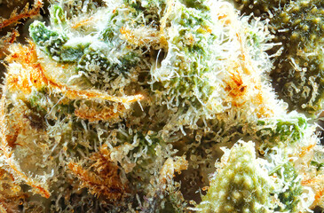 Close up of prescription medical marijuana strain. Super macro medical marijuana, Cannabis Bud photo isolated on white background