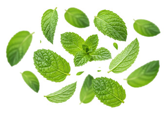 Multiple vibrant green mint leaves with intricate textures, visible veins, and dew drops, falling against a transparent background with copy space, concept of natural freshness and purity