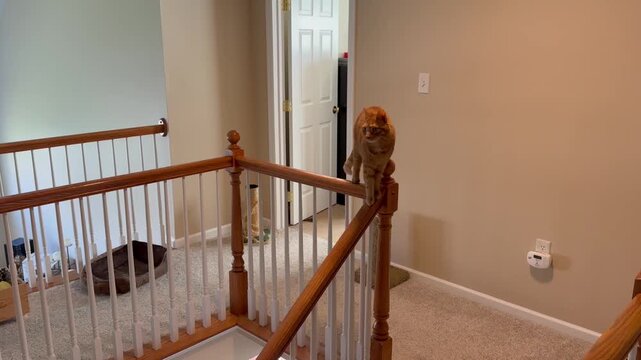 Daredevil Cat