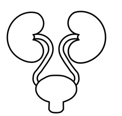 human kidney anotmy isolated on white background 