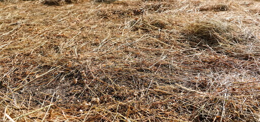 Straw pile background and texture, side view
