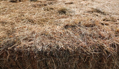 Straw pile background and texture, side view