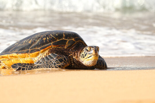 Green Sea Turtles Emerging from the surfs, coming ashore for a rest. Low angle shot. Maui, Hawaii, USA
