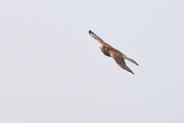 Common kestrel hovering above de prey (Falco tinnunculus). Bird of Prey