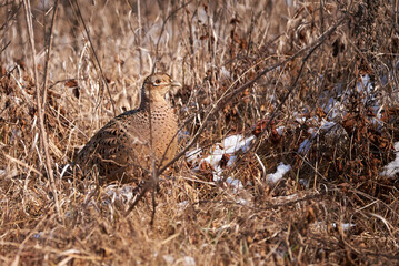 Common pheasant female in natural habitat (Phasianus colchicus)