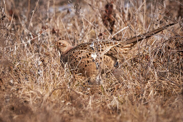 Common pheasant female in natural habitat (Phasianus colchicus)