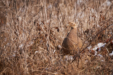 Common pheasant female in natural habitat (Phasianus colchicus)