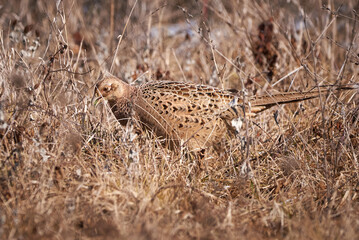 Common pheasant female in natural habitat (Phasianus colchicus)