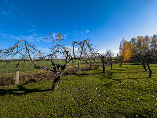 puste drzew owocowe w domowym sadzie