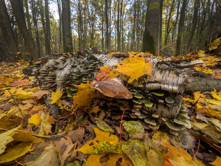 pień starego drzewa porośnięty grzybami, hubą i porostami