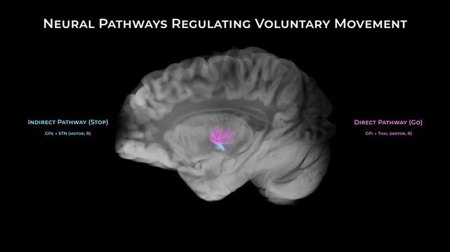 Basal Ganglia Motor Circuit on Black Background
