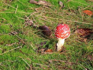 Fliegenpilz im Wald