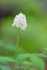 Fototapeta premium white baneberry