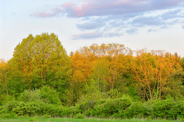 Fototapeta premium autumn landscape with trees