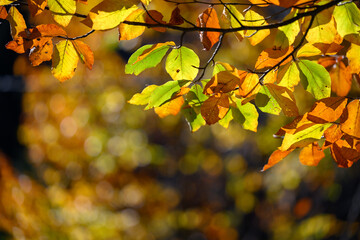 Orange yellow and green leaves for autumn colors