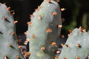 Opuntia basilaris var. brachyclada San Gabriel Mountains CAL lila Blüte kaktus opuncja