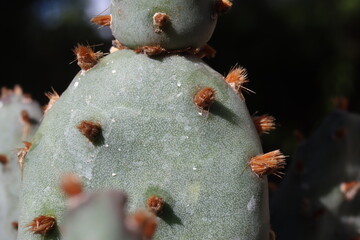 Opuntia basilaris var. brachyclada San Gabriel Mountains CAL lila Blüte kaktus opuncja