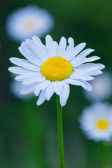 Fototapeta premium oxeye daisies
