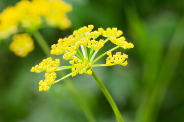 golden alexander wildflower