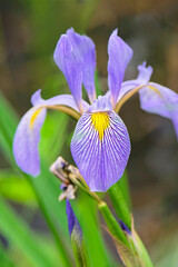 blue flag iris