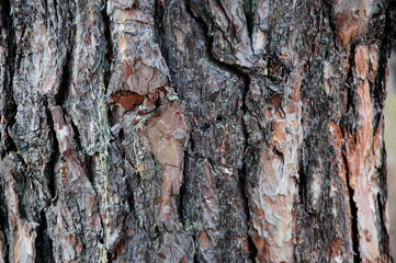 Texture