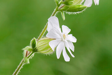 closeup of white campion