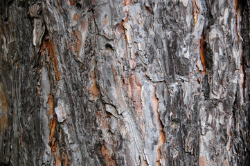 Texture