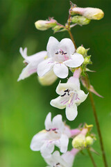 closeup of foxglove flowers
