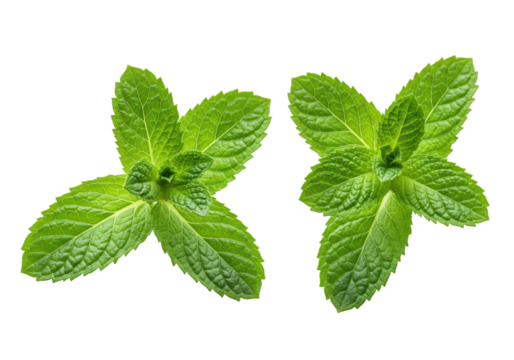 Two vibrant green mint sprigs with ovate leaves, intricate veins, and serrated edges, perfectly isolated on a transparent background with copy space. Concept of natural freshness