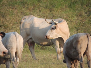 bull in green pasture looking sideways