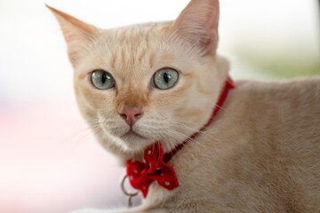 A cute kitten is in the garden and the morning light.