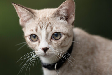 A cute kitten is in the garden and the morning light.