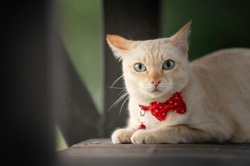 A cute kitten is in the garden and the morning light.